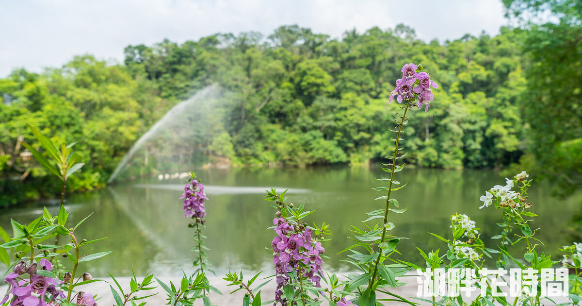 湖畔花時間民宿,湖畔花時間溫泉會館,苗栗住宿,苗栗景點,苗栗民宿,苗栗湖畔花時間溫泉會館,苗栗溫泉,苗栗溫泉民宿,苗栗溫泉泡湯推薦 @捲毛阿偉