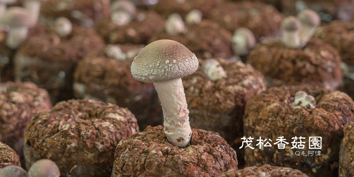 南投景點,東光社區,茂松香菇園,魚池採香菇,魚池景點 @捲毛阿偉