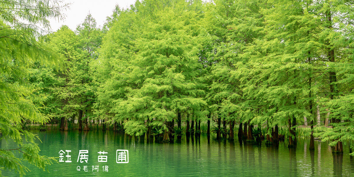 花蓮IG景點,花蓮拍照打卡,花蓮旅遊,花蓮景點,花蓮落羽松,花蓮落羽松秘境,花蓮鈺展苗圃,落羽松秘境,鈺展苗圃 @捲毛阿偉