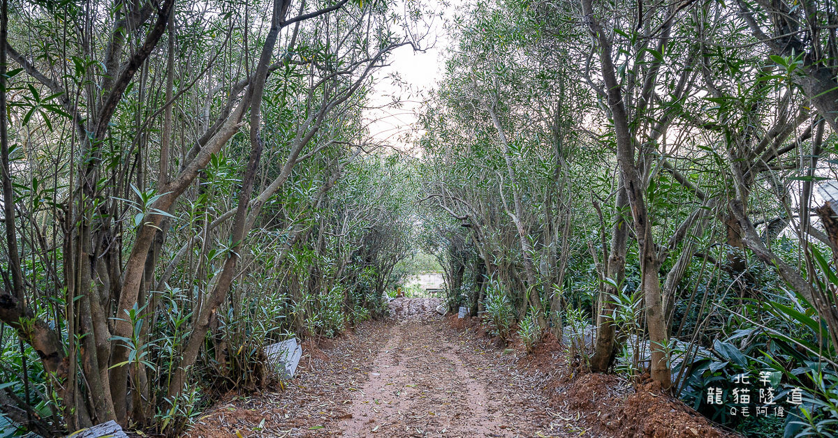 北竿IG景點,北竿尼姑山,北竿景點,北竿秘境,北竿龍貓隧道,尼姑山,馬祖北竿景點 @捲毛阿偉