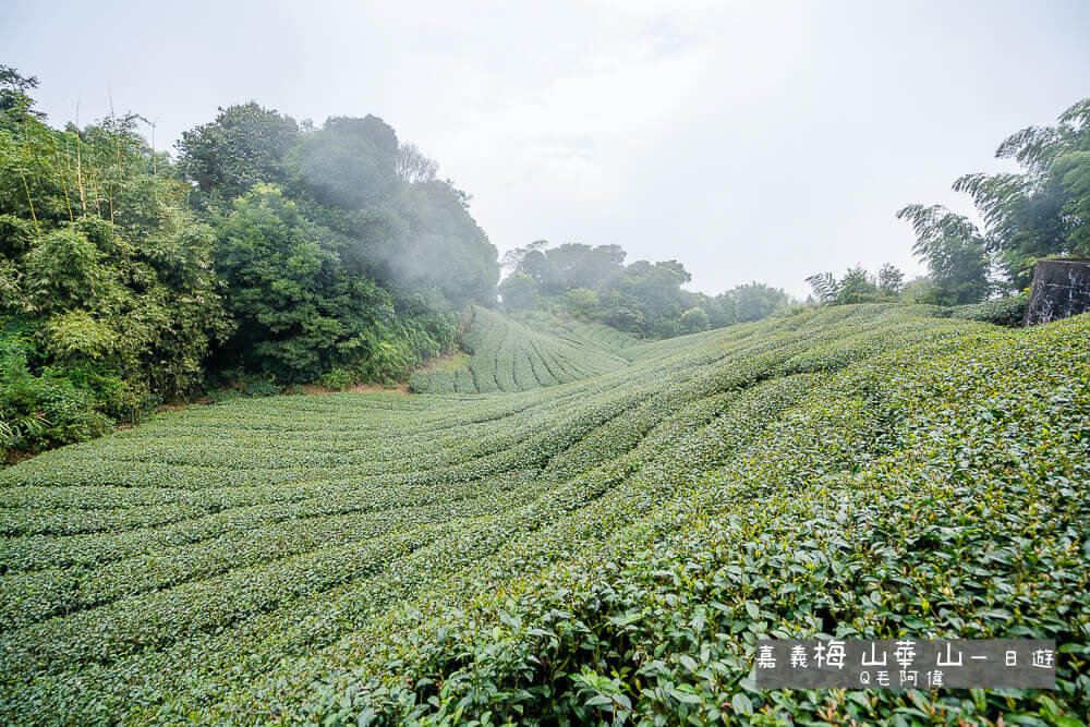 嘉義,嘉義一日遊,嘉義旅遊,嘉義旅遊推薦,嘉義景點,嘉義梅山華山一日遊,嘉義親子旅遊,梅山華山一日遊 @捲毛阿偉