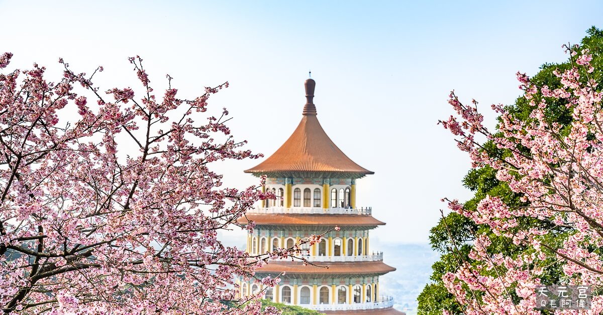 台北櫻花,天元宮,天元宮三色櫻,天元宮吉野櫻,天元宮接駁,天元宮接駁車,天元宮櫻花,天元宮花況,新北市景點,新北旅遊,新北景點,新北櫻花,新北櫻花景點,櫻花景點,淡水天元宮,淡水景點,淡水櫻花,無極天元宮 @捲毛阿偉