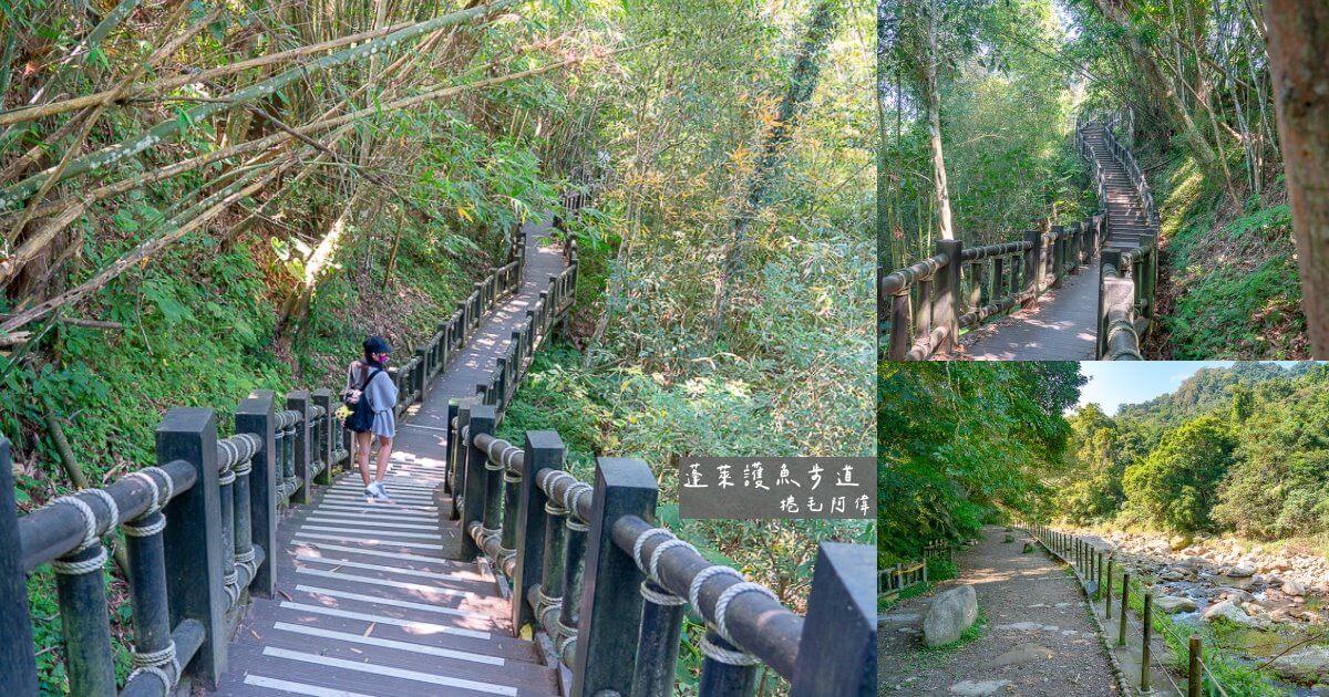 桐花步道,苗栗景點,苗栗步道,蓬萊步道,蓬萊自然保護區,蓬萊護魚步道,護魚步道 @捲毛阿偉