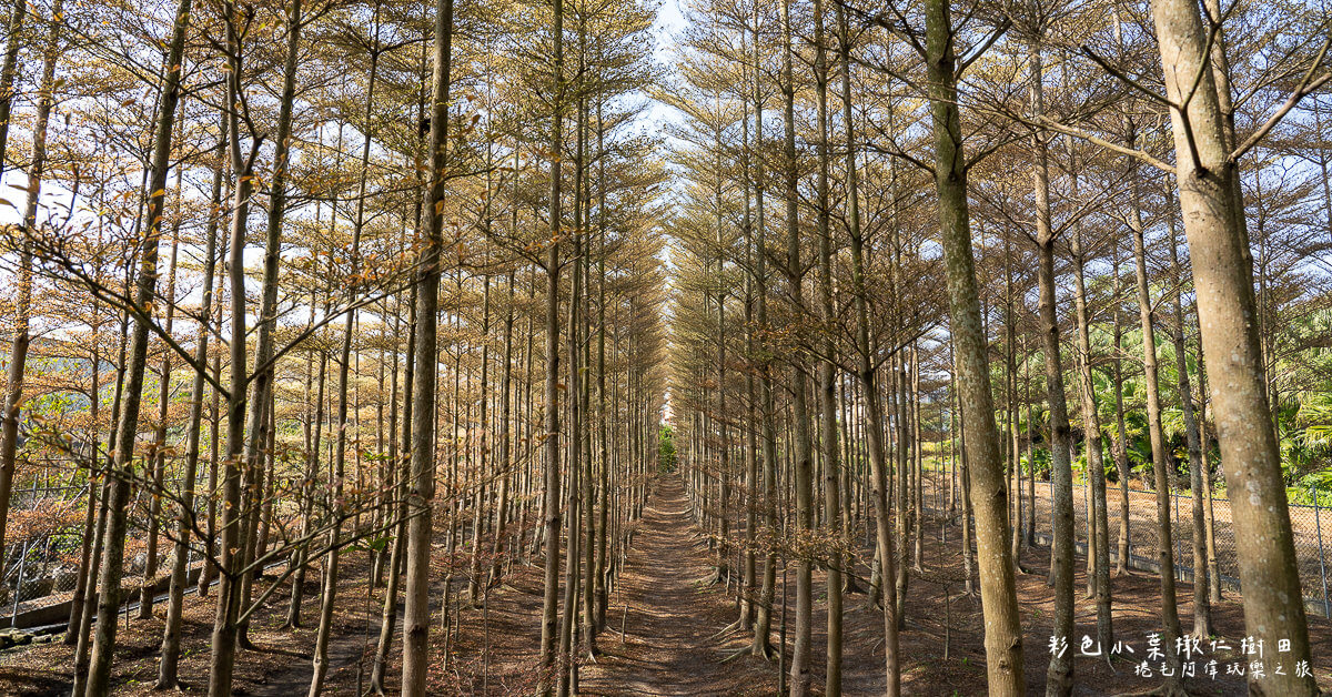 彩色小葉欖仁樹,彩色小葉欖仁樹田,彰化IG景點,彰化景點,田尾景點 @捲毛阿偉