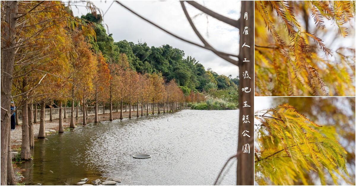 大溪景點,大溪濕地,大溪落羽松,月眉人工濕地生態公園,桃園景點,桃園落羽松景點,落羽松景點 @捲毛阿偉