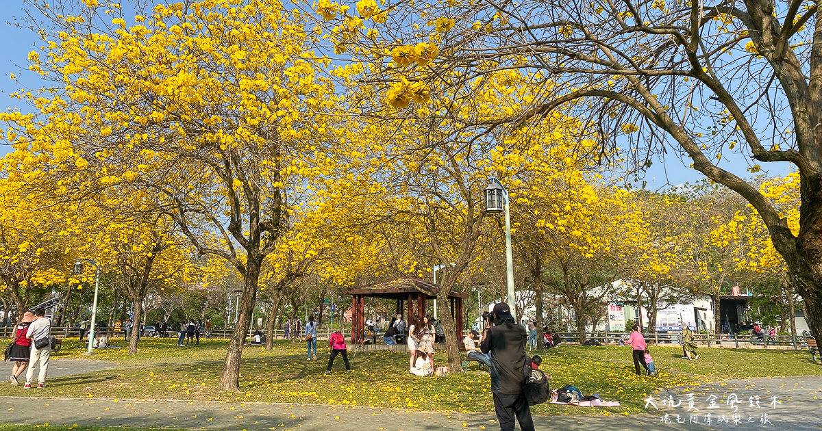 台中景點,台中風鈴木,大坑廍子公園,大坑景點,大坑風鈴木,大坑黃花風鈴木,大坑黃金風鈴木,廍子公園,廍子公園黃花風鈴木,廍子公園黃金風鈴木 @捲毛阿偉