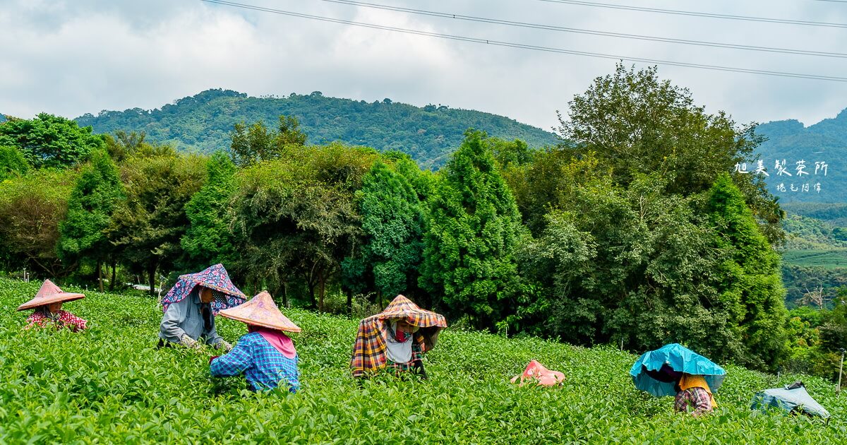 南投一日遊,南投景點,南投茶廠,南投茶葉,山坪頂金萱,旭美製茶所,旭美製茶所茶葉,瑞龍瀑布,竹山景點,竹山茶葉 @捲毛阿偉