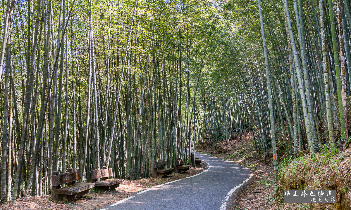 嘉義景點,瑞里景點,瑞里步道,瑞里秘境,瑞里竹林,瑞里綠色隧道,竹林小徑,綠色隧道,阿里山景點,阿里山步道,阿里山秘境 @捲毛阿偉