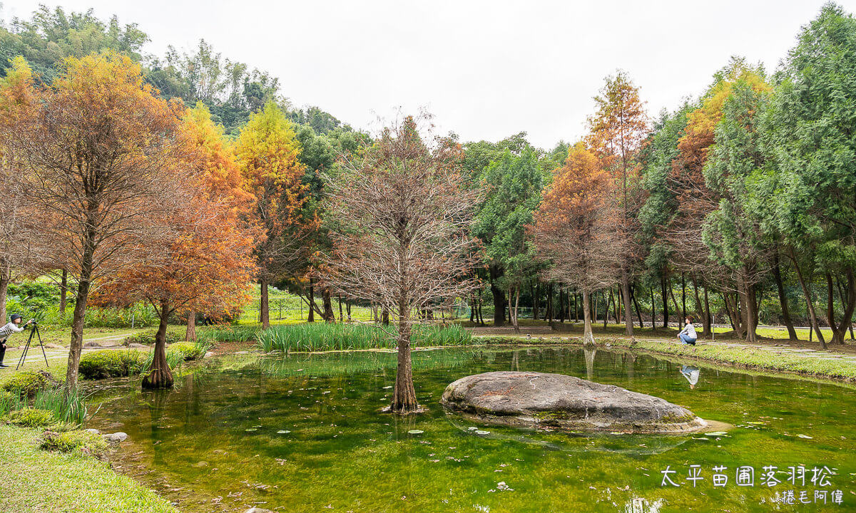 台中景點,台中落羽松,太平景點,太平苗圃,太平苗圃落羽松,太平落羽松 @捲毛阿偉