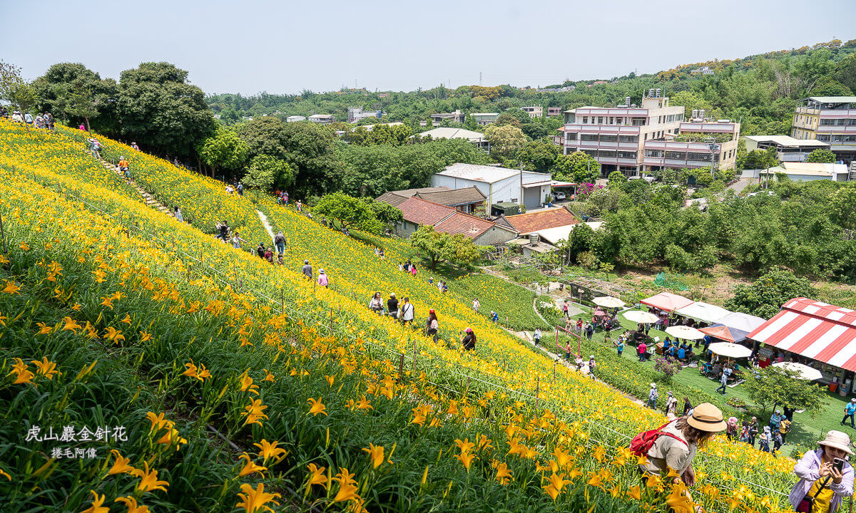 中部賞花景點推薦,彰化一日遊,彰化免費景點,彰化景點,彰化花壇景點,彰化花海,彰化親子景點,彰化賞花景點,彰化金針花海,母親節景點推薦,花壇虎山巖,花東金針花海替代景點,虎山巖交通停車,虎山巖金針花 @捲毛阿偉